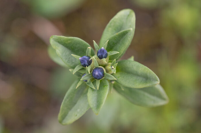 Gentiana elwesii