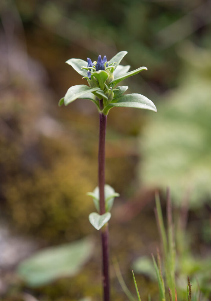 Gentiana elwesii