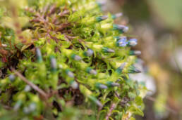 Arunachal plant (Gentiana)