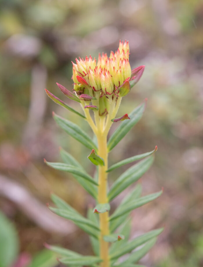 Rhodiola cretinii