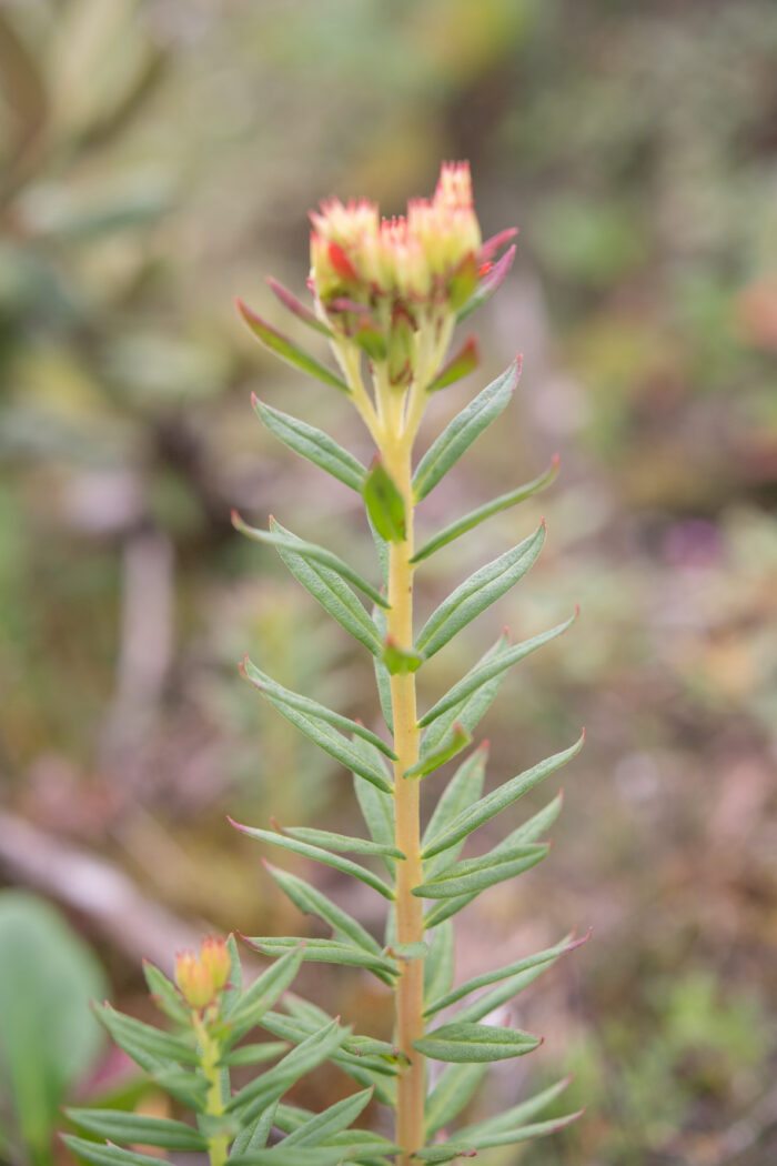 Rhodiola cretinii