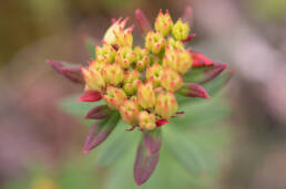 Rhodiola cretinii