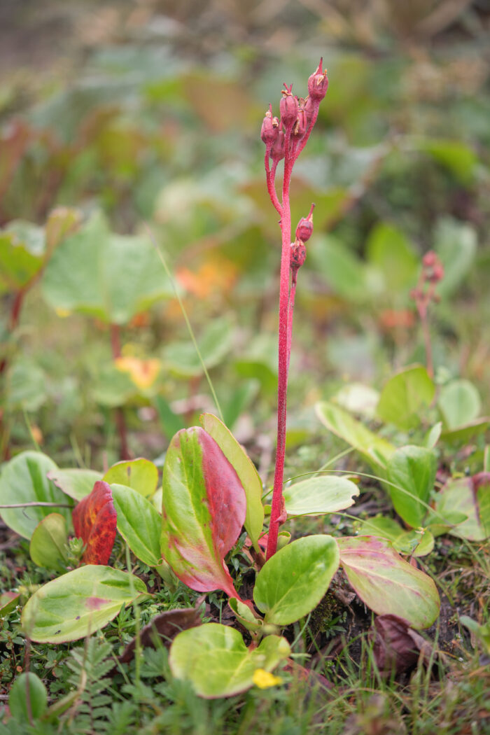 Bergenia purpurascens