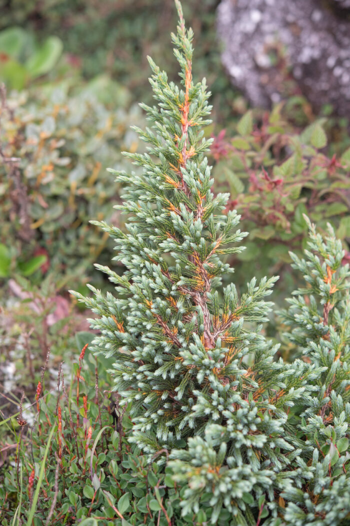 Juniperus indica (Black Juniper)