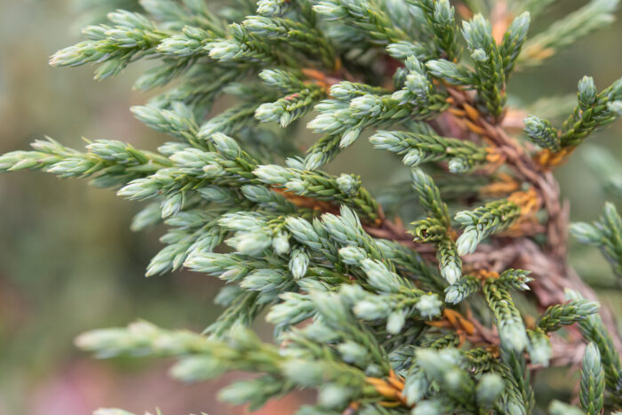 Juniperus indica (Black Juniper)