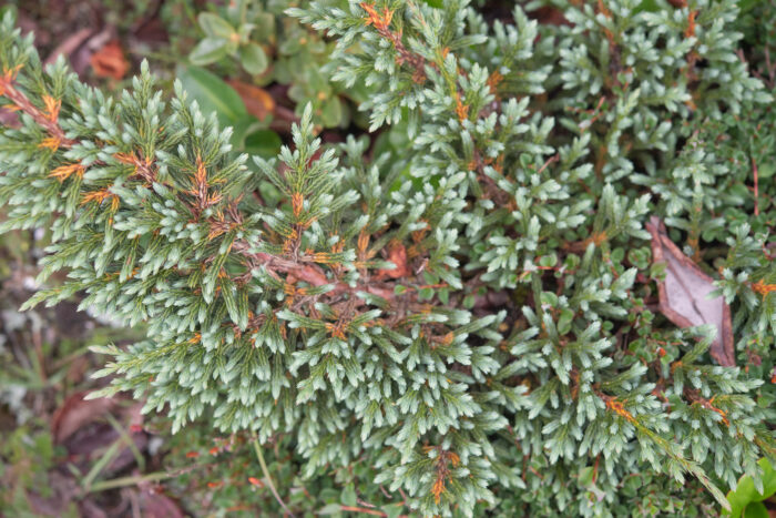 Juniperus indica (Black Juniper)