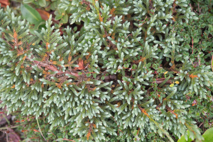 Juniperus indica (Black Juniper)