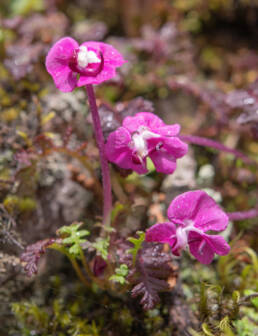 Pedicularis siphonantha