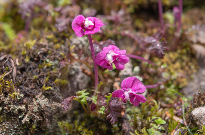 Pedicularis siphonantha