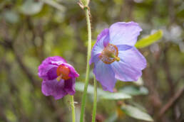 Arunachal plant (Meconopsis)