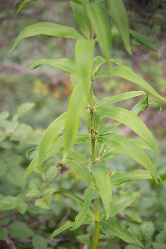 Arunachal plant (Polygonatum)