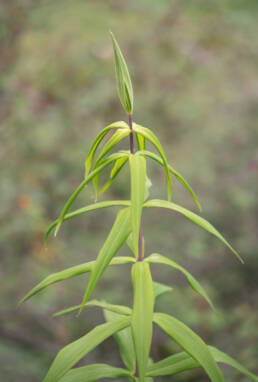 Arunachal plant (Polygonatum)