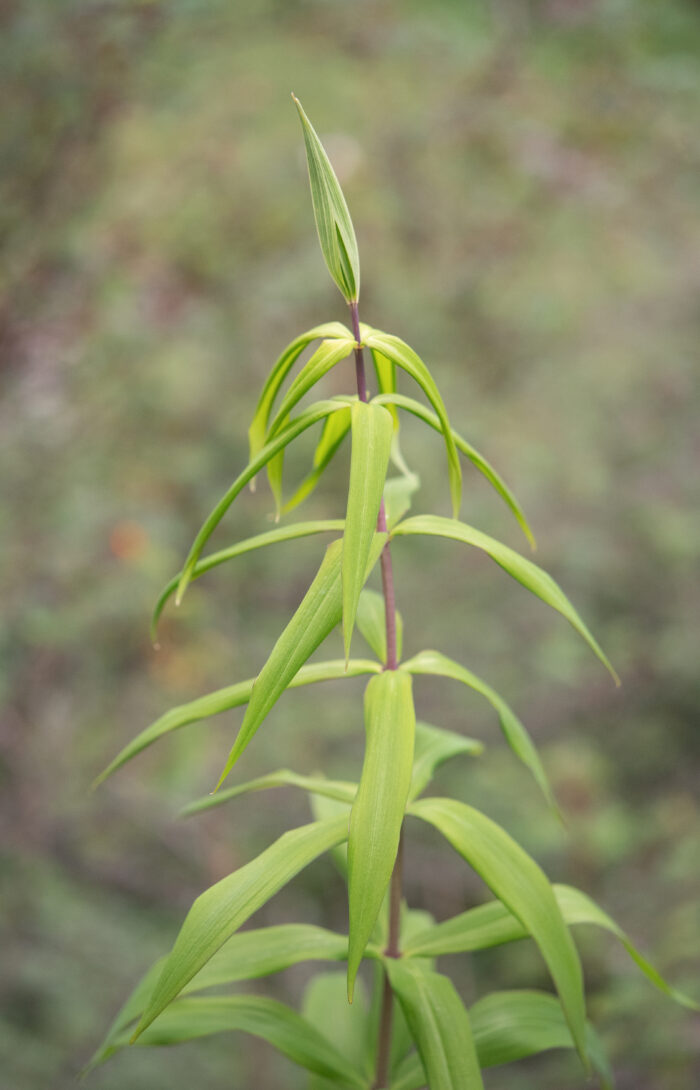 Arunachal plant (Polygonatum)