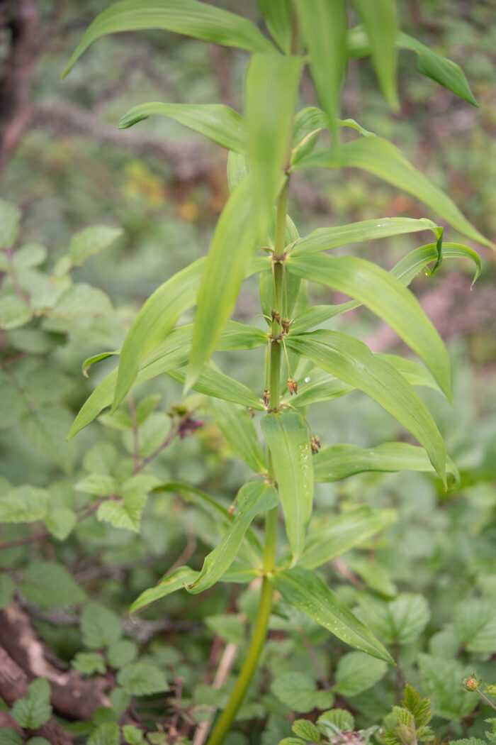 Arunachal plant (Polygonatum)