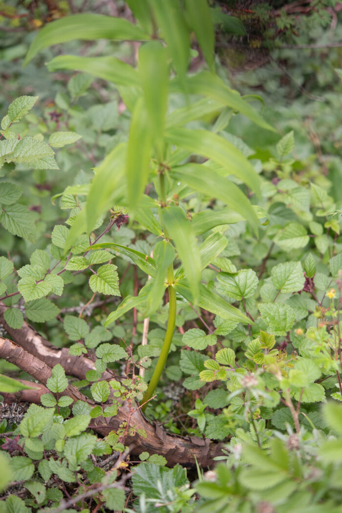 Arunachal plant (Polygonatum)