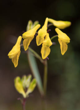 Corydalis stenophylla