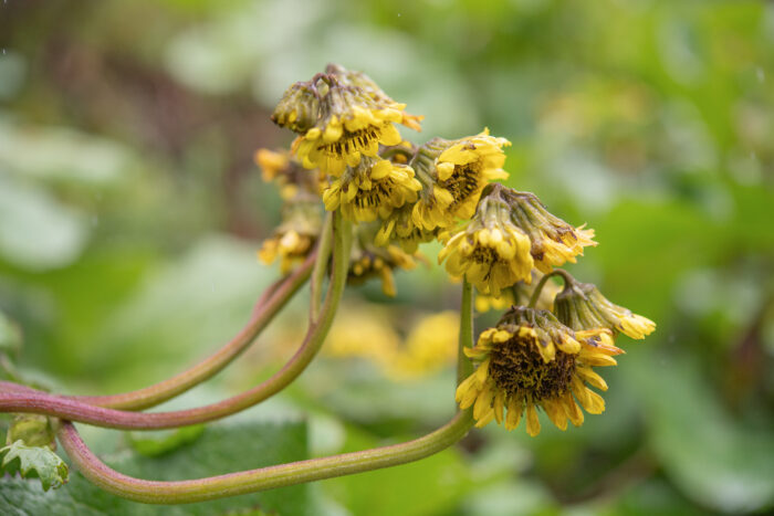 Arunachal plant (Ligularia)