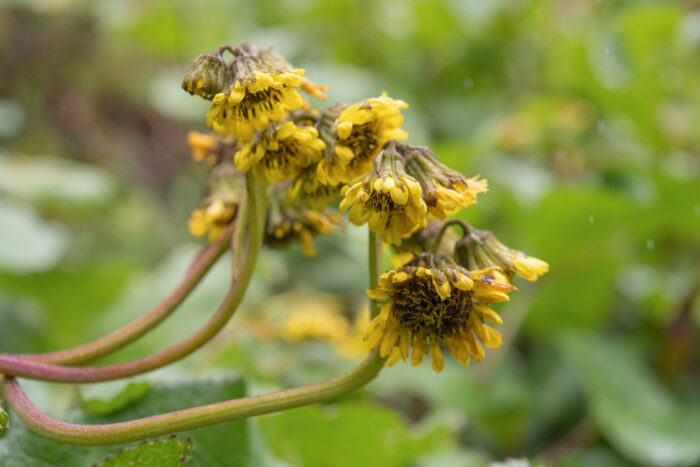 Arunachal plant (Ligularia)