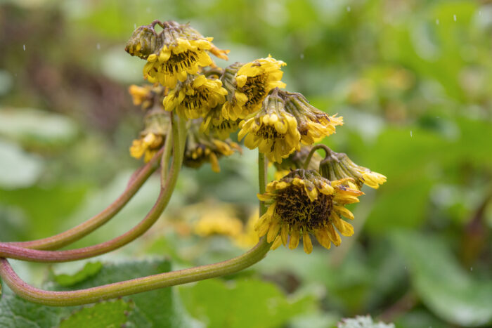 Arunachal plant (Ligularia)