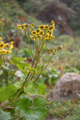 Arunachal plant (Ligularia)