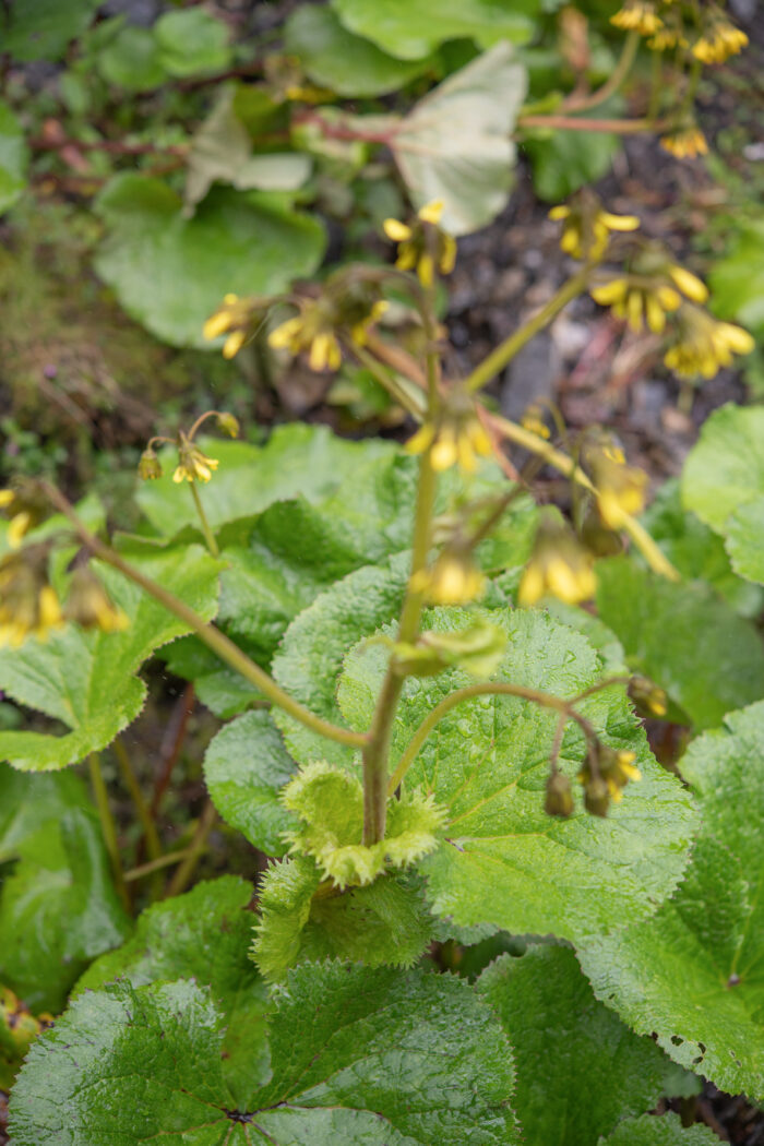 Arunachal plant (Ligularia)