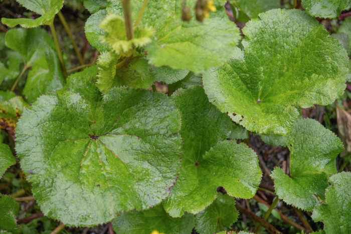 Arunachal plant (Ligularia)