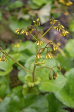 Arunachal plant (Ligularia)