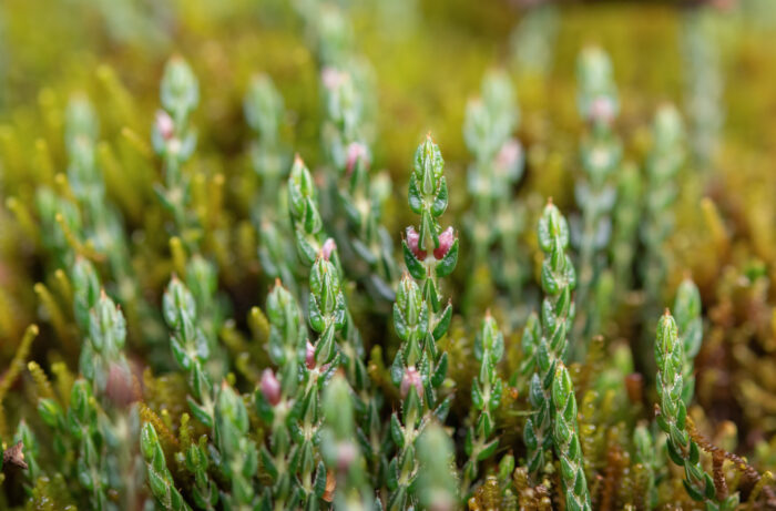 Himalayan Heather (Cassiope fastigiata)