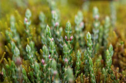 Himalayan Heather (Cassiope fastigiata)