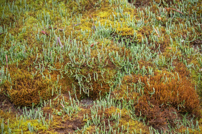 Himalayan Heather (Cassiope fastigiata)