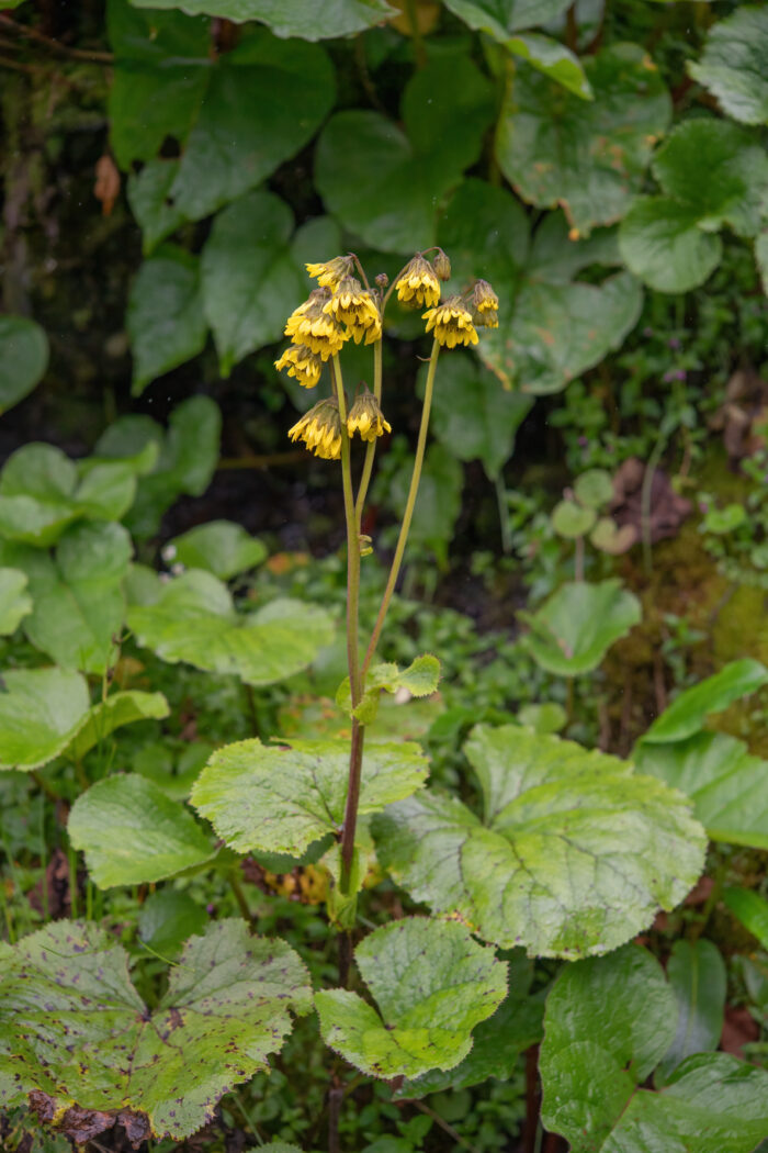 Arunachal plant (Ligularia)