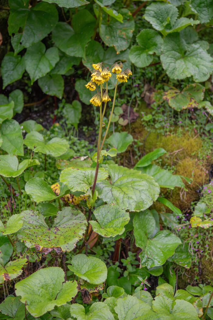 Arunachal plant (Ligularia)