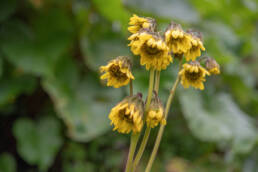 Arunachal plant (Ligularia)