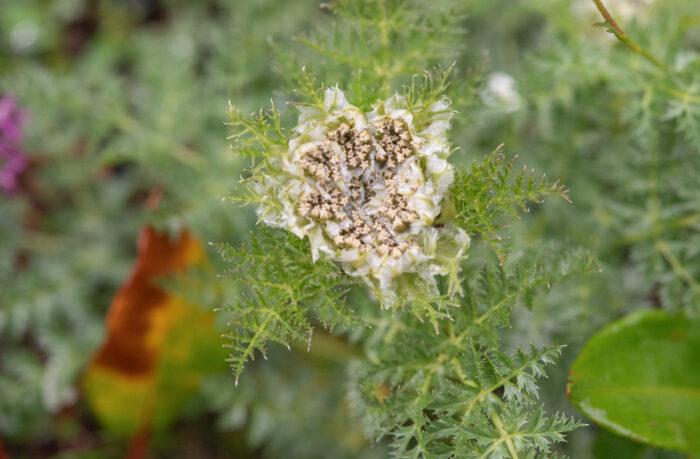 Arunachal plant (Apiaceae)