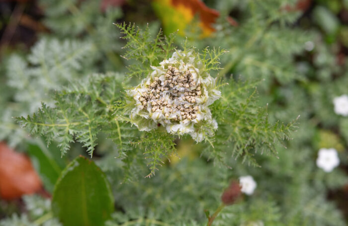 Arunachal plant (Apiaceae)