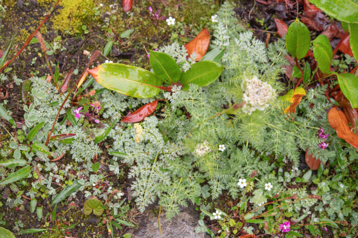 Arunachal plant (Apiaceae)