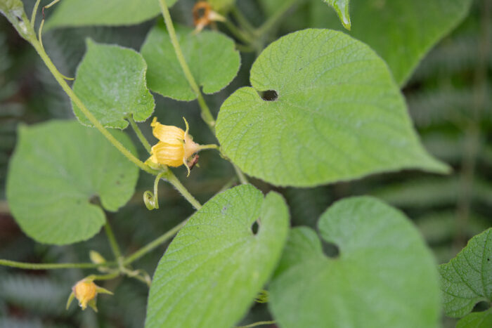 Arunachal plant (Thladiantha)