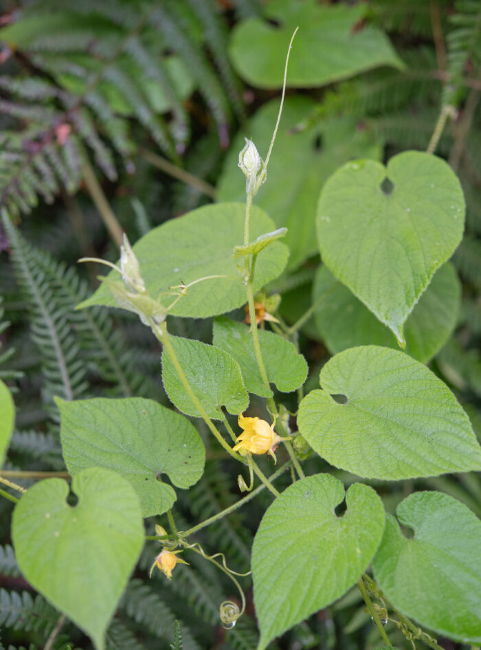 Arunachal plant (Thladiantha)