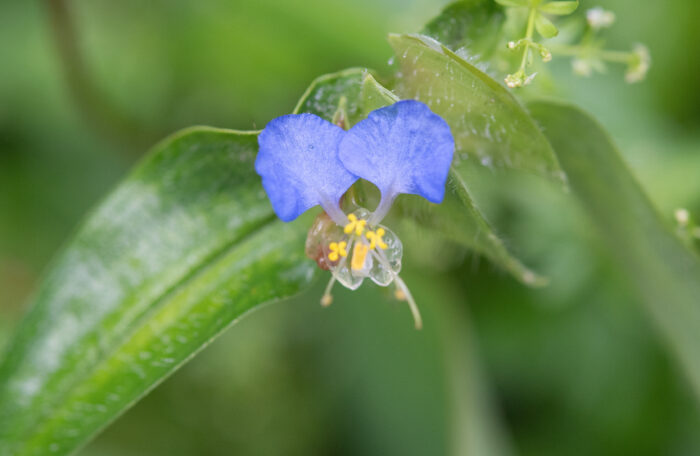 Commelina maculata