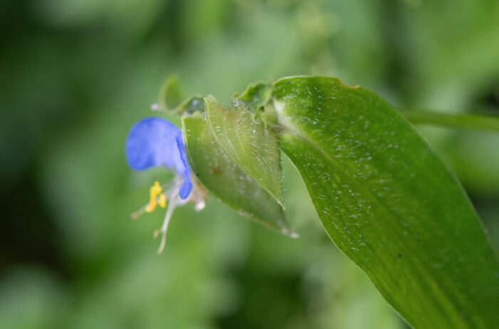 Commelina maculata