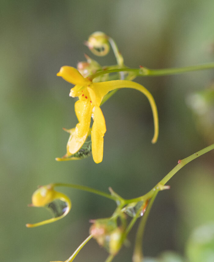 Impatiens racemosa