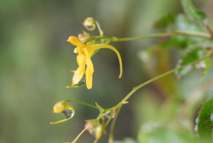 Impatiens racemosa