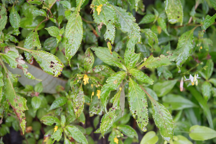 Impatiens racemosa