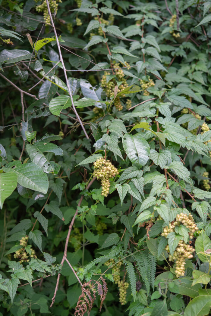 Arunachal plant (Rubus)