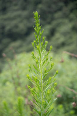 Arunachal plant (Asteraceae)