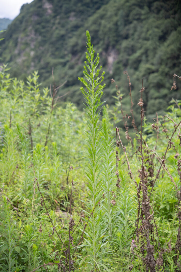 Arunachal plant (Asteraceae)