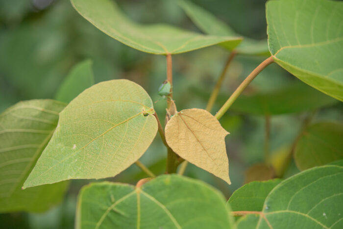 Mallotus nepalensis