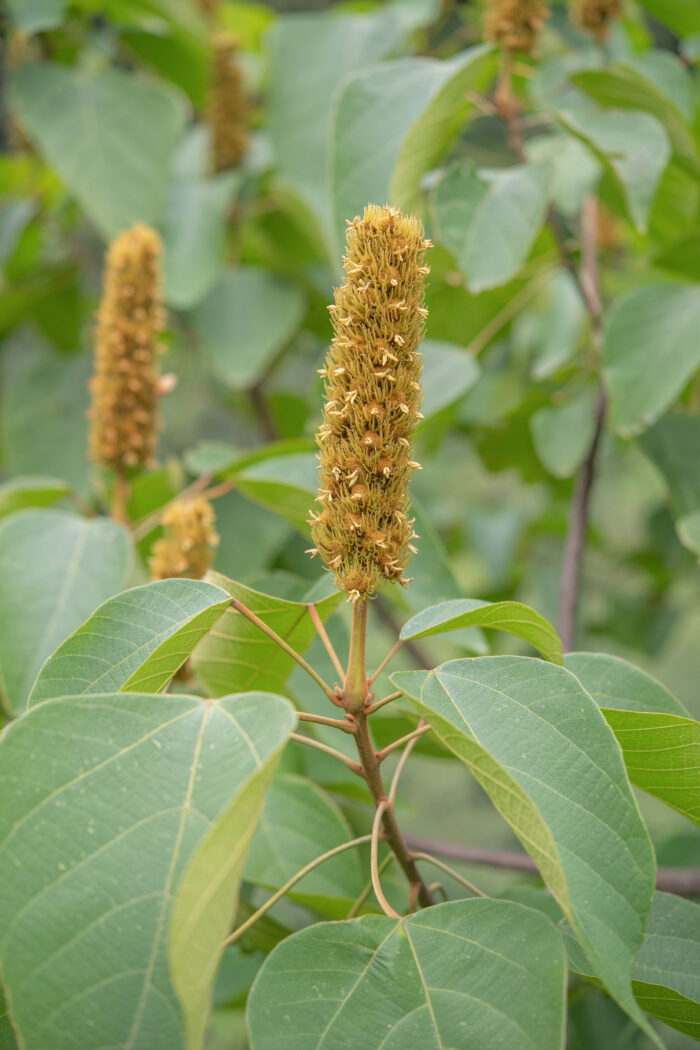 Mallotus nepalensis