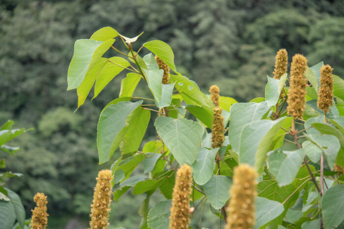 Mallotus nepalensis