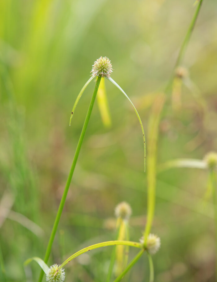 Arunachal plant (Cyperus)